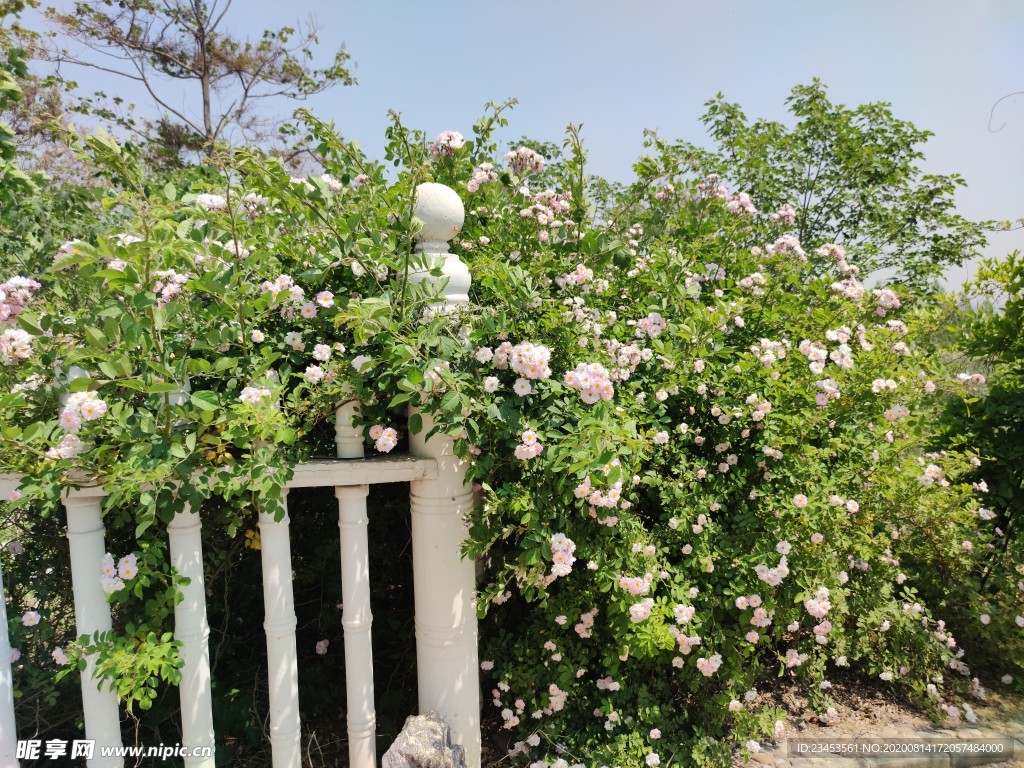藤蔓花 鲜花