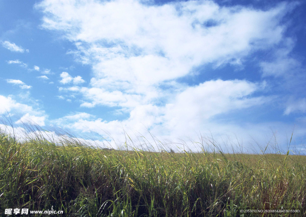 蓝天草地