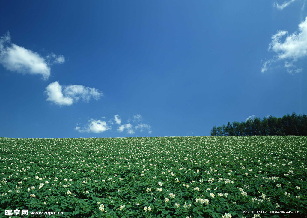 蓝天绿草地