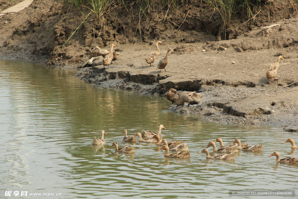 原生态放养海鸭