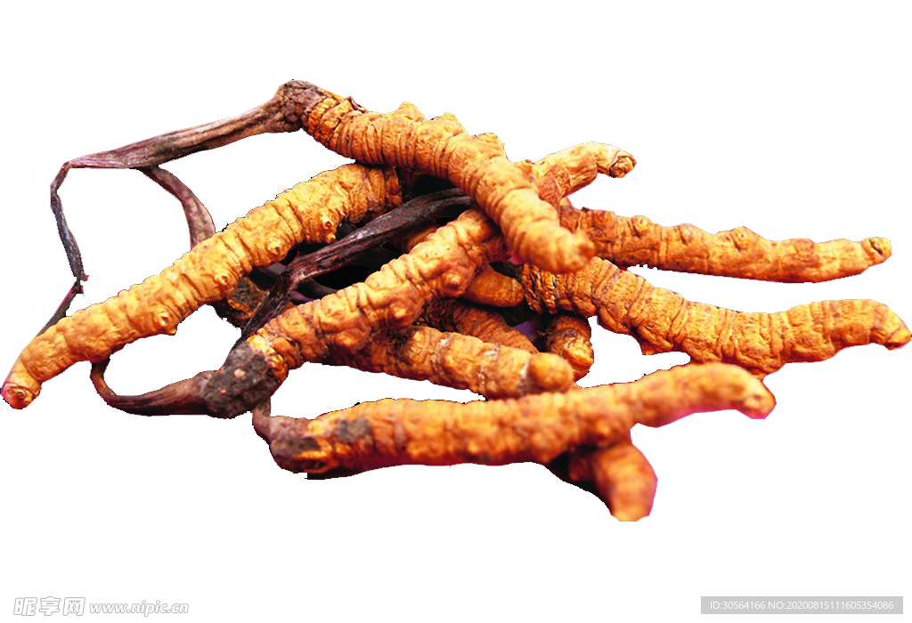 冬虫夏草中药药材养生海报素材