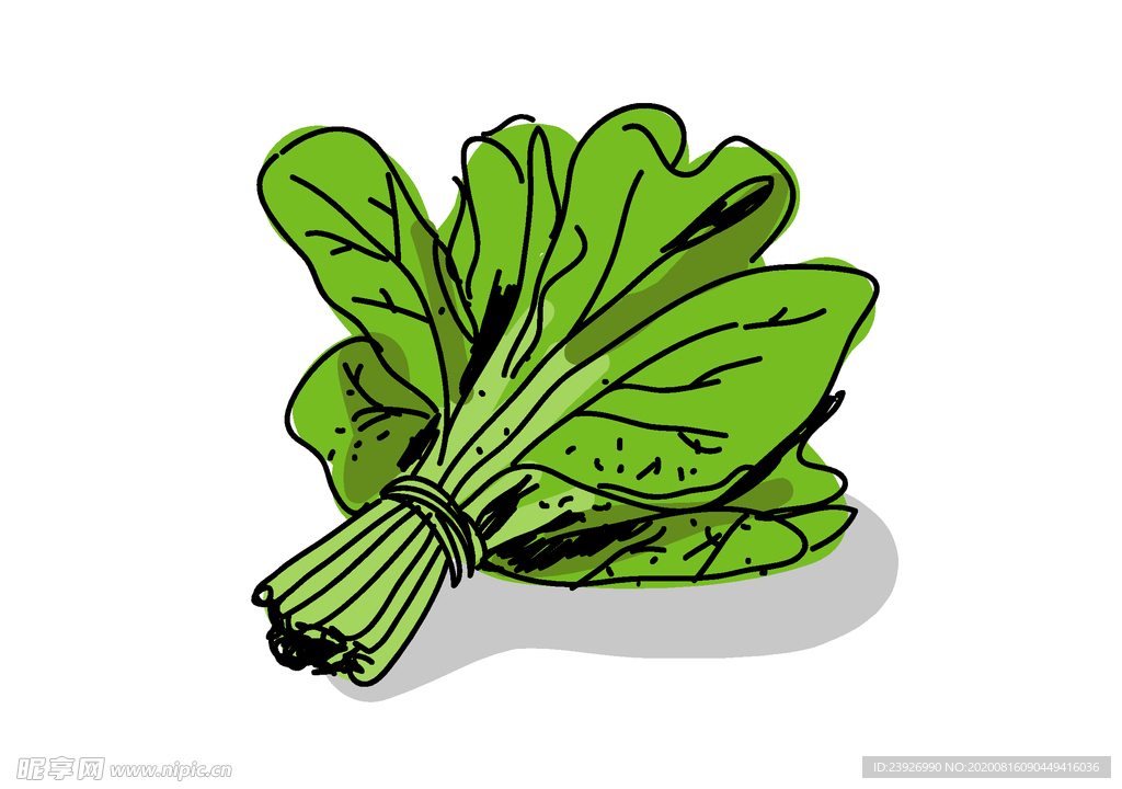 手绘菠菜