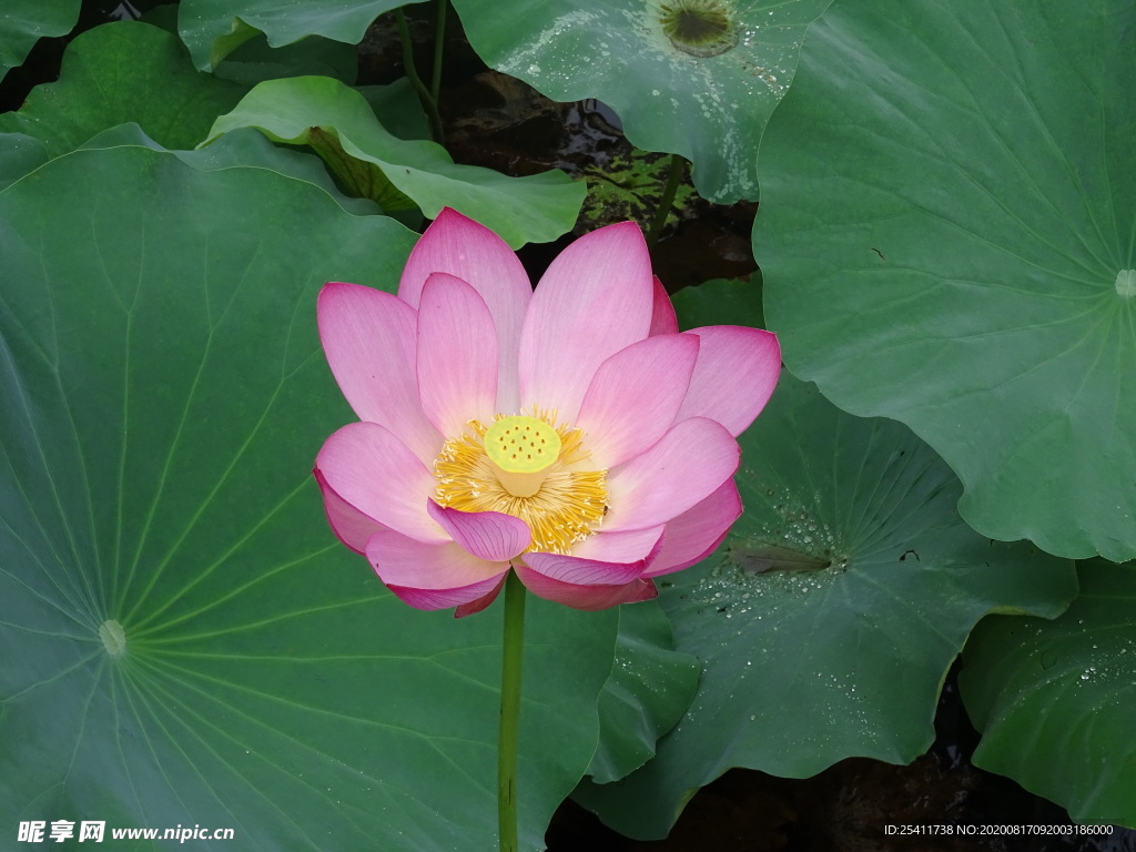美丽的荷花特写