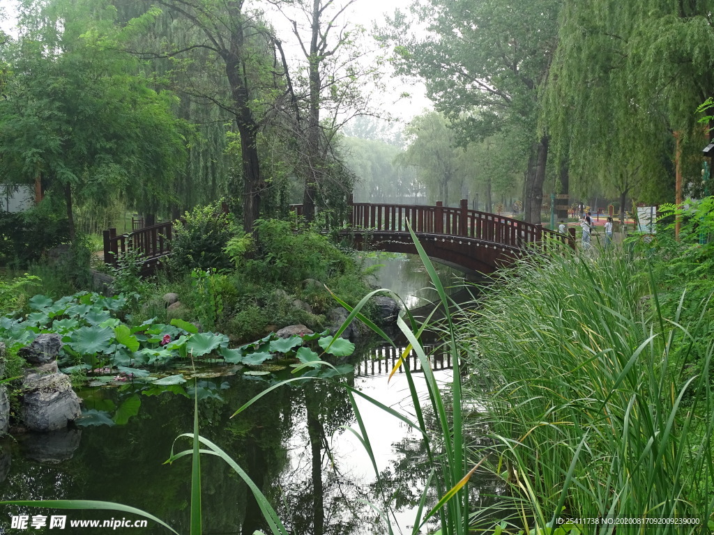 被绿色怀抱的小桥