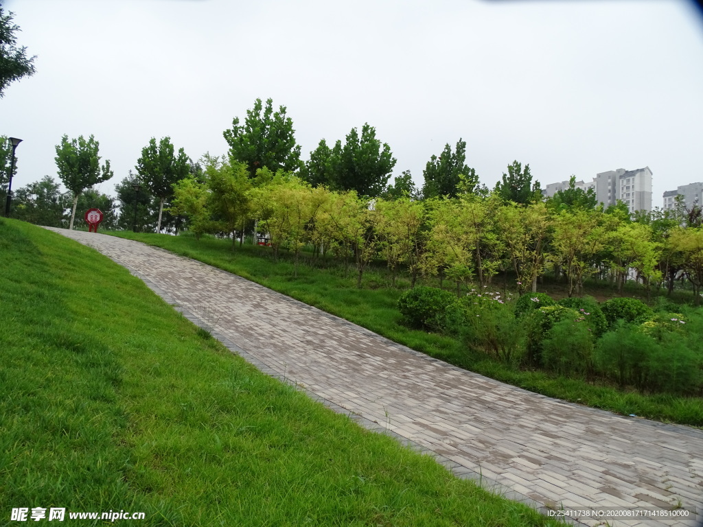 小树绿草石路