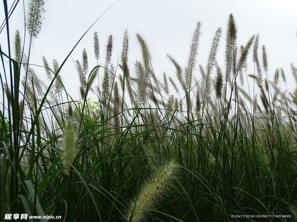 狗尾草唯美意境