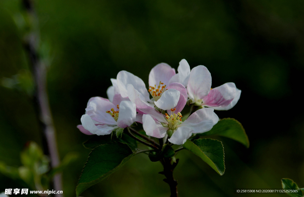 苹果花