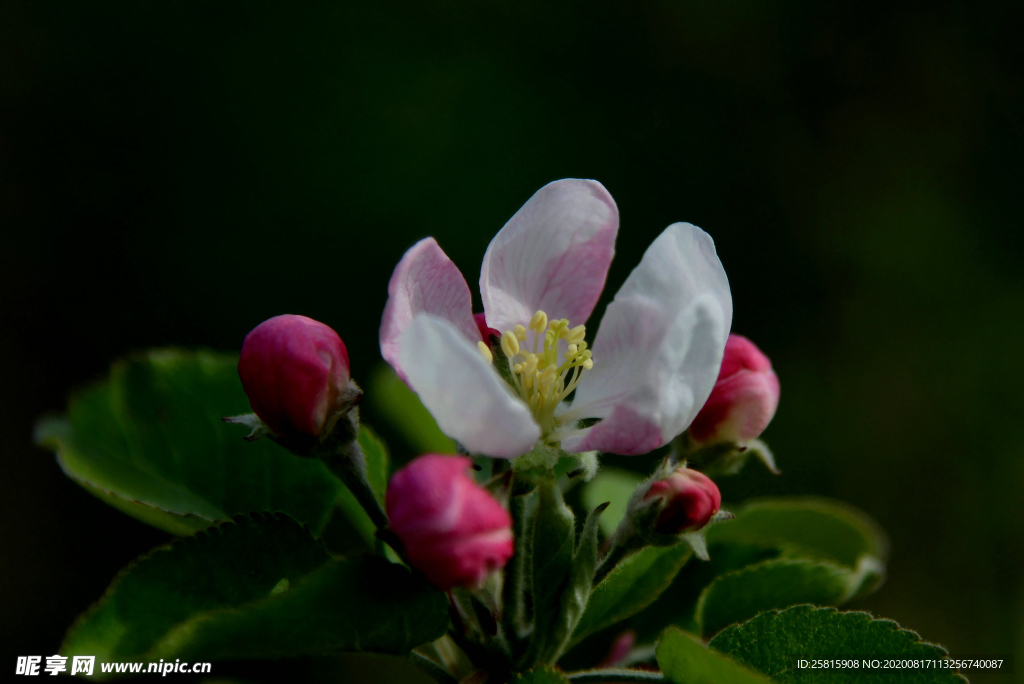 苹果花