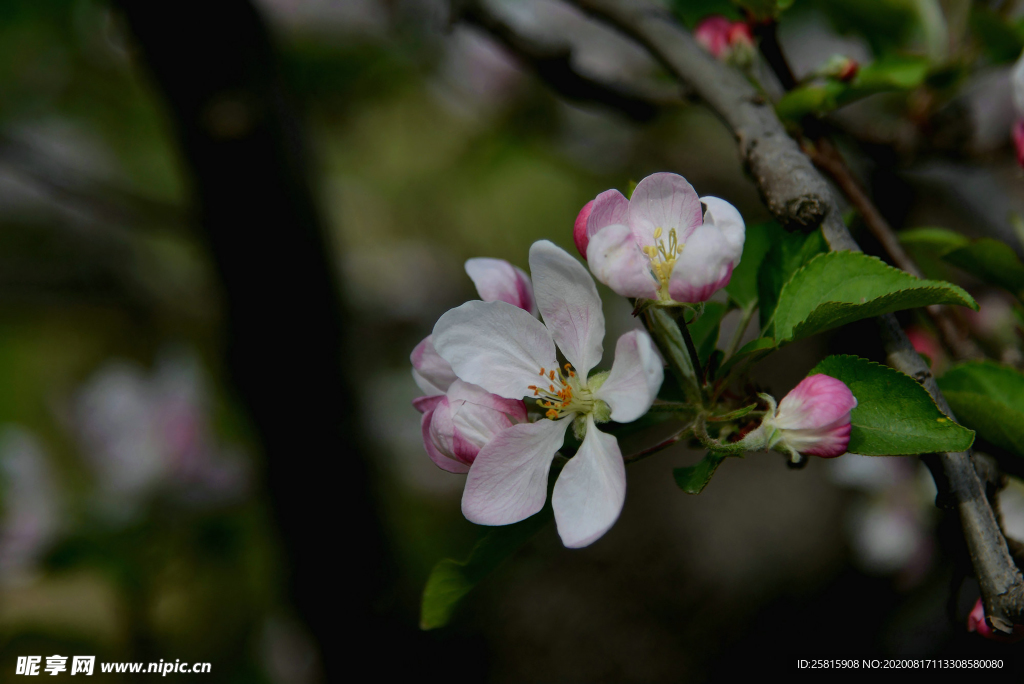 苹果花