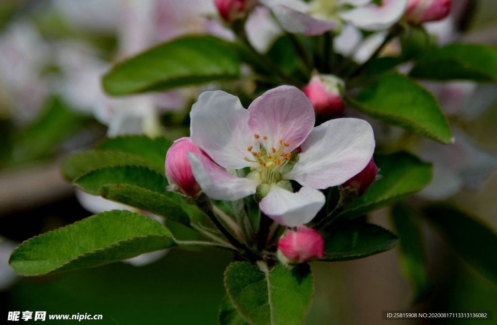 苹果花