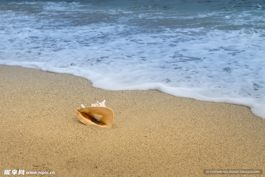 海滩贝壳