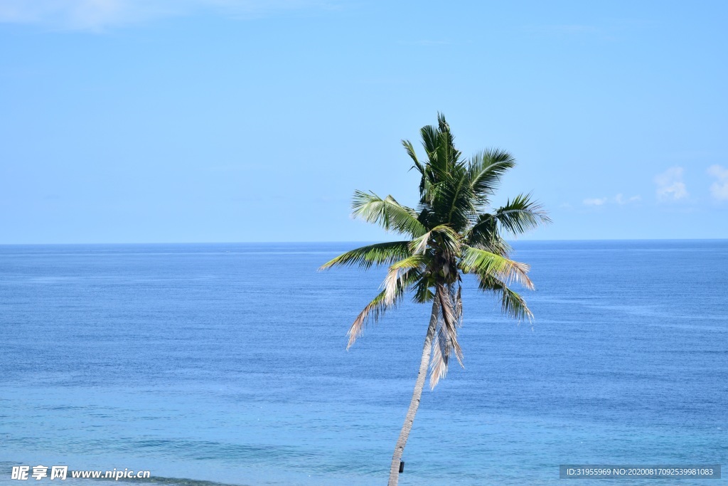 大海 椰子树