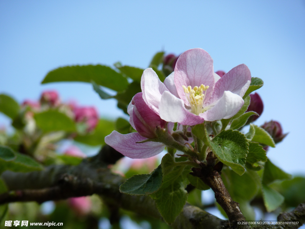 苹果花