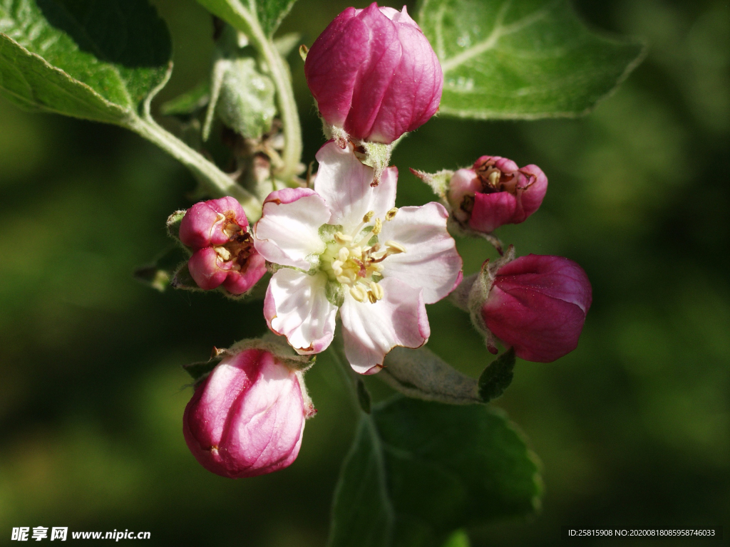 苹果花