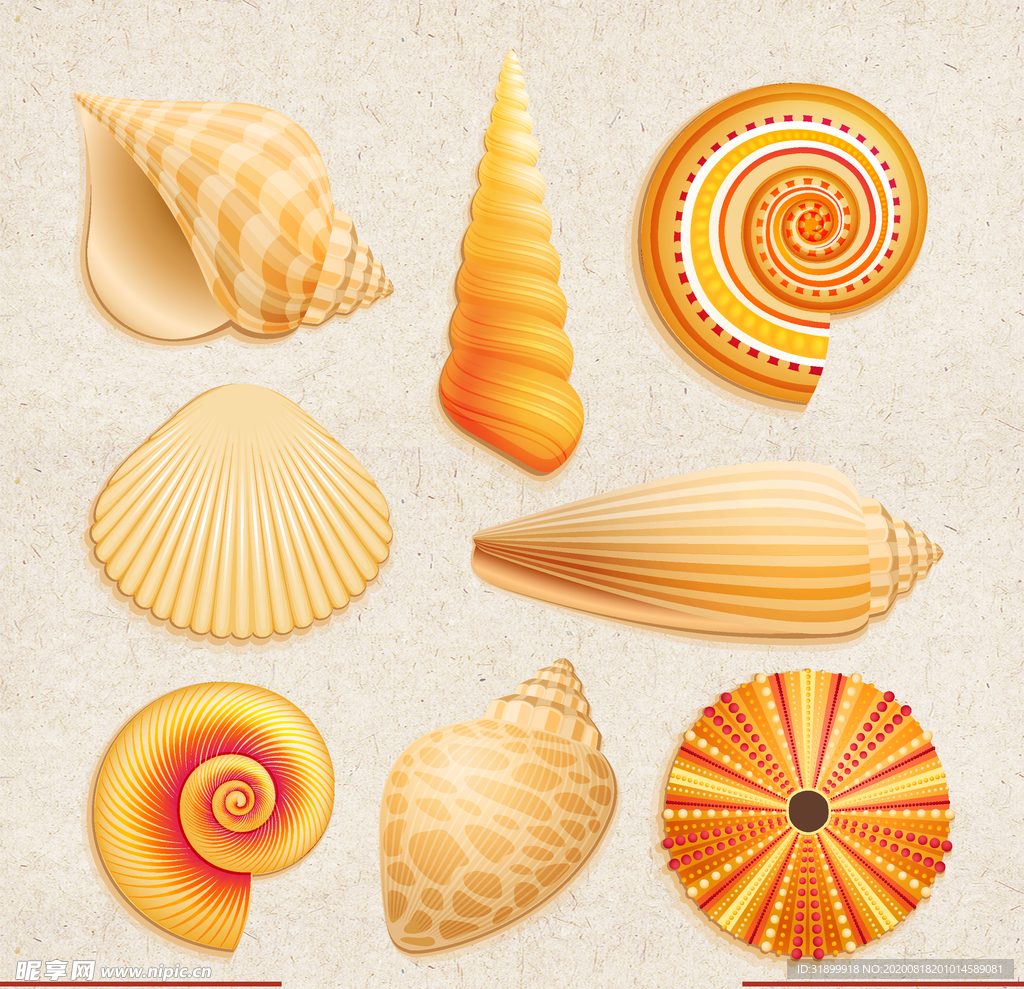 贝壳素材 海螺 海底贝壳 海底