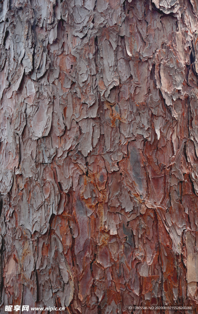 木纹 木板纹理 木板纹 木纹图