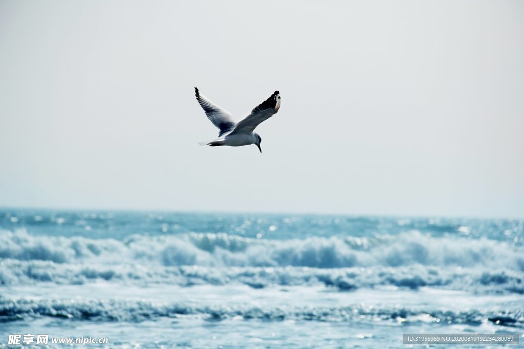 海鸥 大海