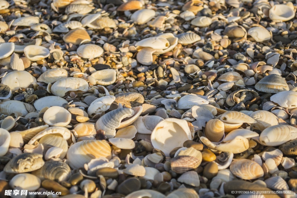 海滩 贝壳