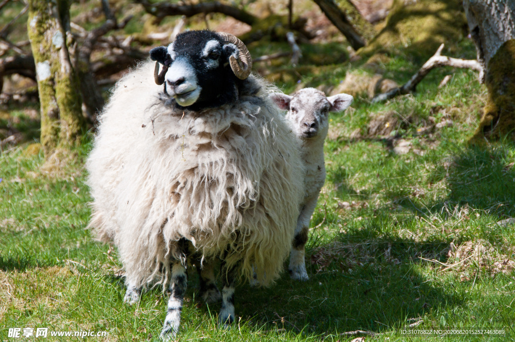 中世纪田园风景摄影图