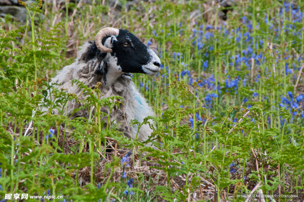 中世纪田园风景摄影图