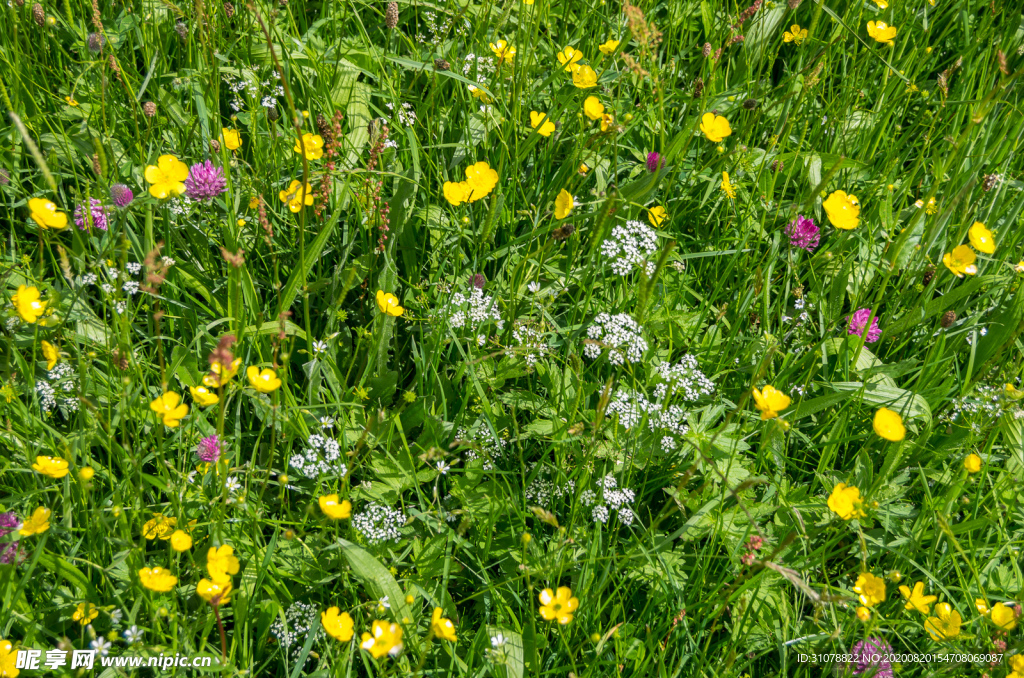 中世纪田园风景图