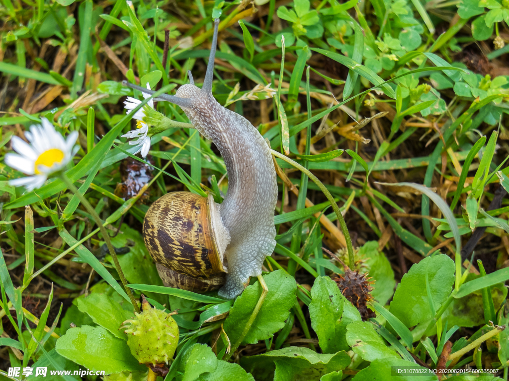 中世纪田园风景图