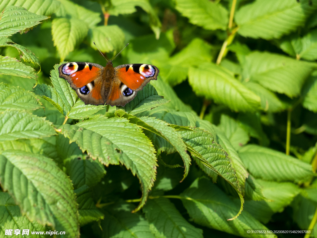 中世纪田园风景图