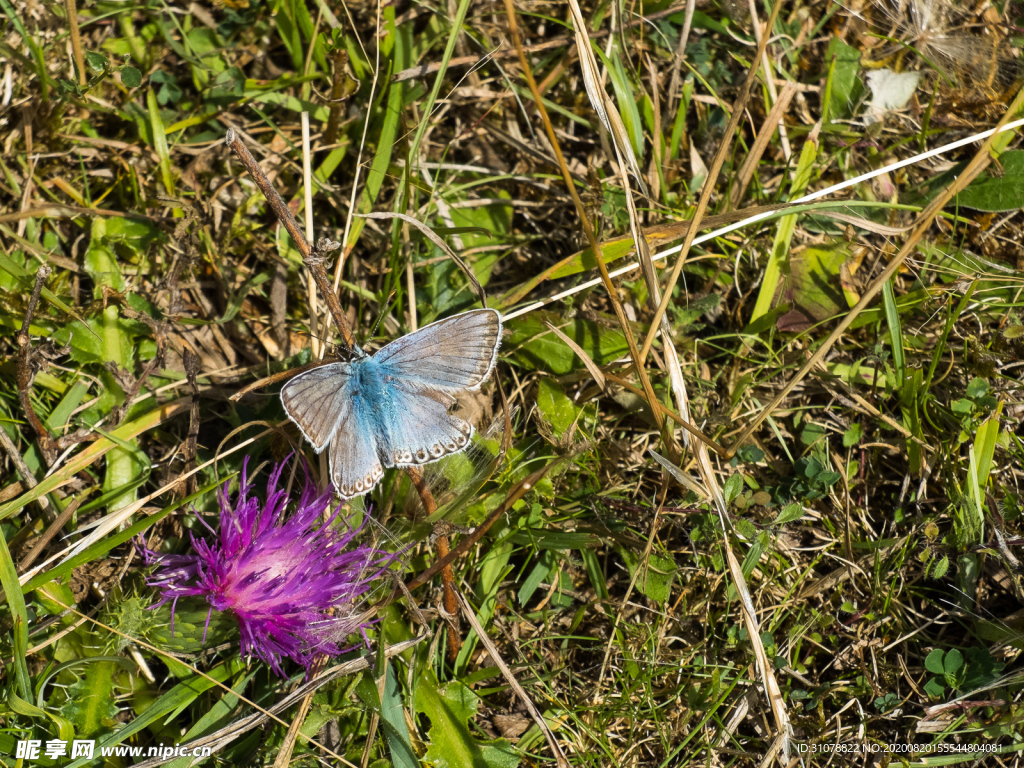 中世纪田园风景图
