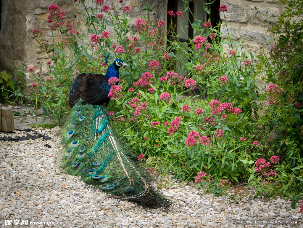 中世纪田园风景图