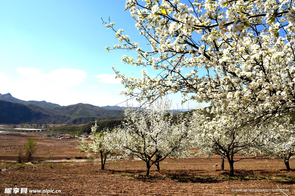 抚顺梨花谷风光