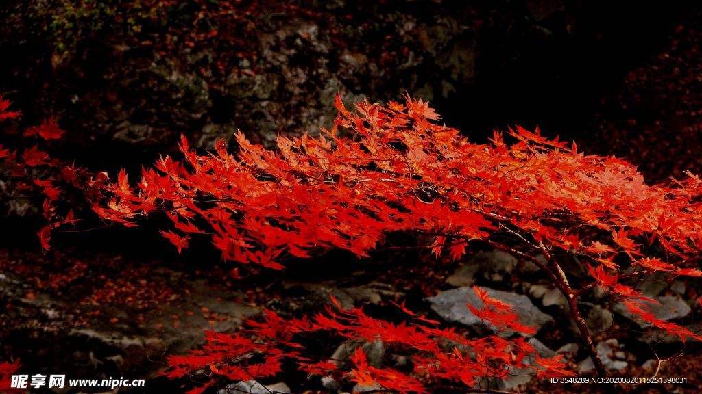 抚顺山区风光红枫叶