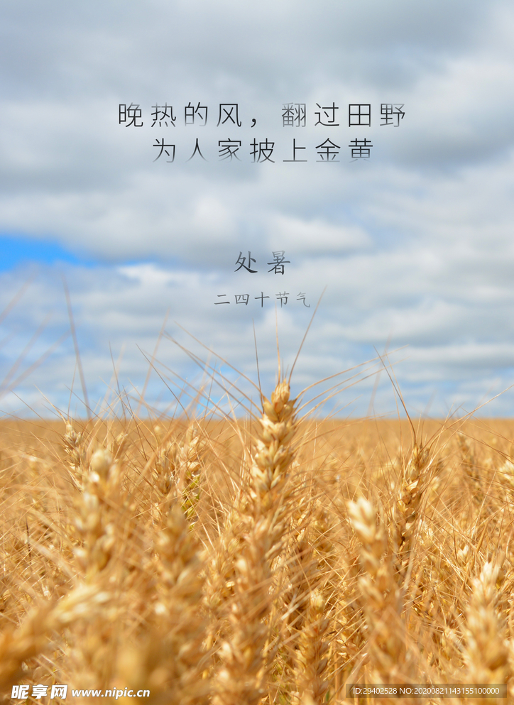 处暑 海报 秋天