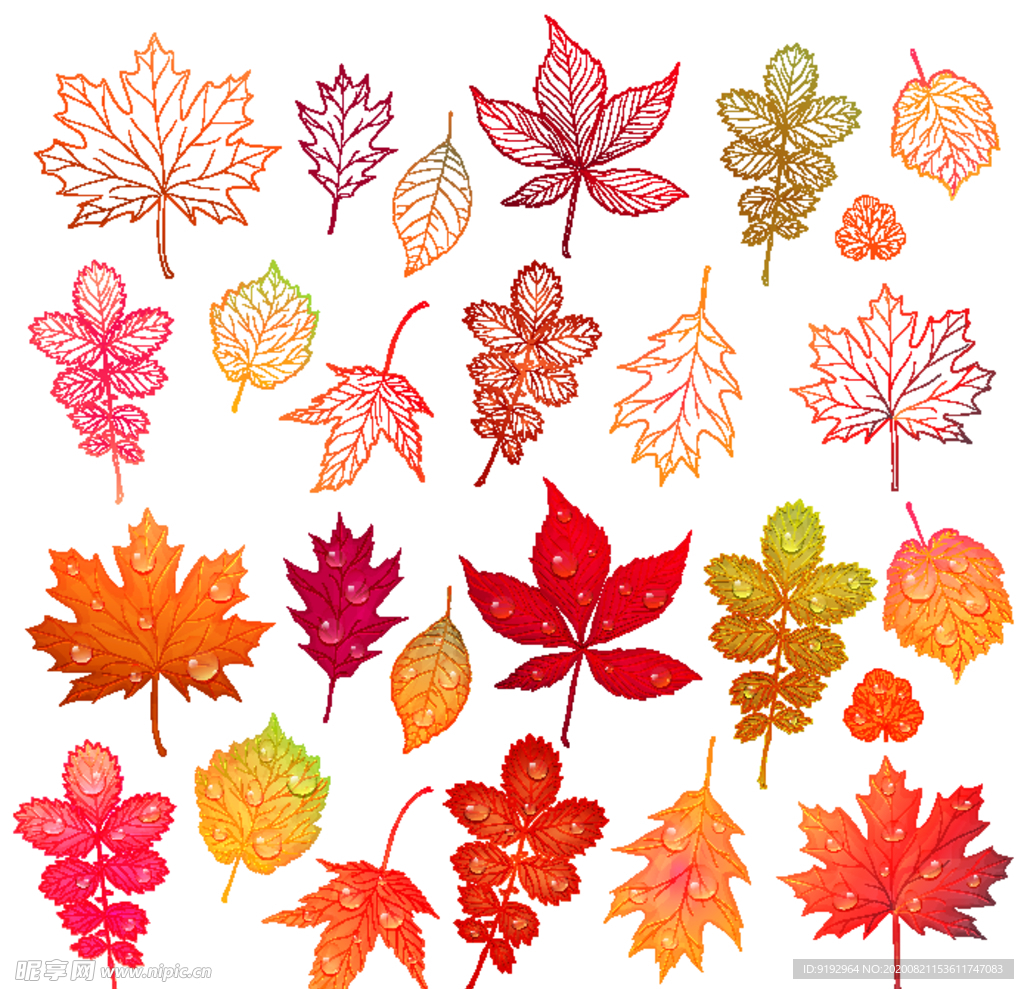 枫叶素材