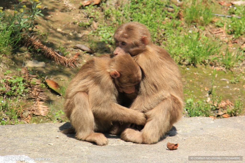 可爱的武夷山的猴子