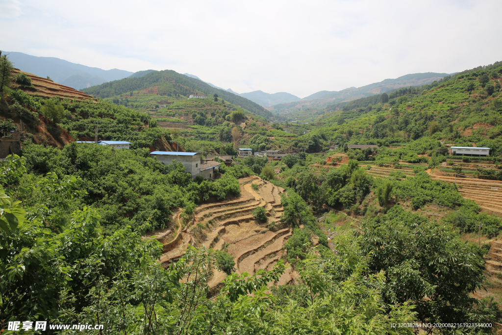 桑葚采摘 桑葚上市 桑甚果