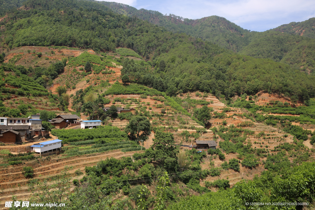 桑葚采摘 桑葚上市 桑甚果