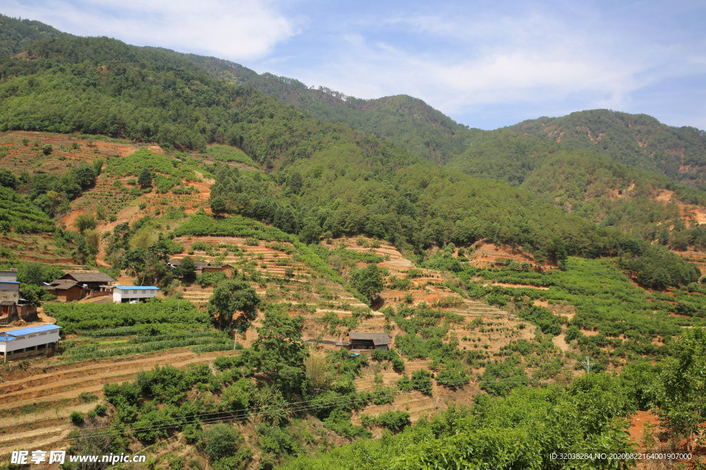 桑葚园林 桑葚上市 桑甚果