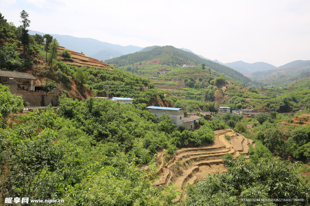 桑葚采摘 桑葚上市 桑甚果