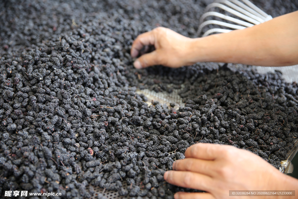 桑葚采摘 桑葚上市 桑甚果