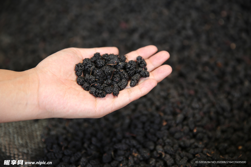 桑葚采摘 桑葚上市 桑甚果