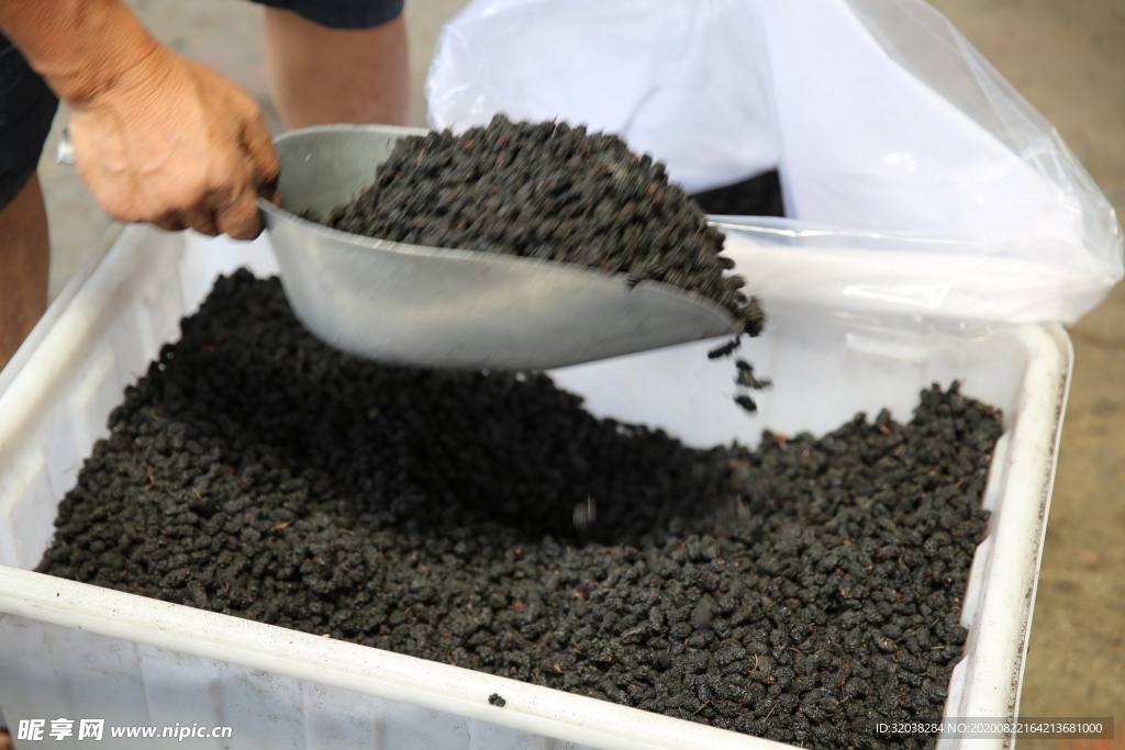 桑葚采摘 桑葚上市 桑甚果