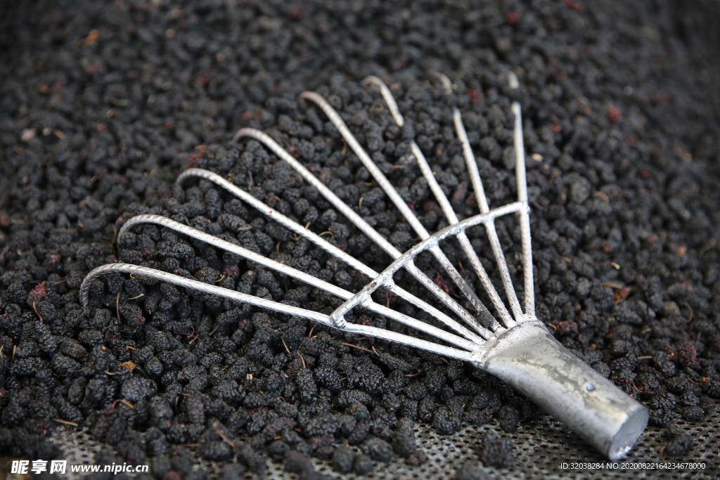 桑葚采摘 桑葚上市 桑甚果