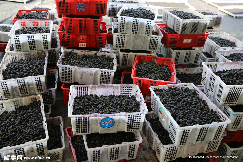 桑葚采摘 桑葚上市 桑甚果