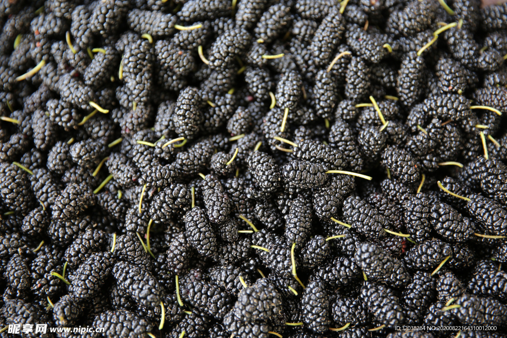 桑葚采摘 桑葚上市 桑甚果