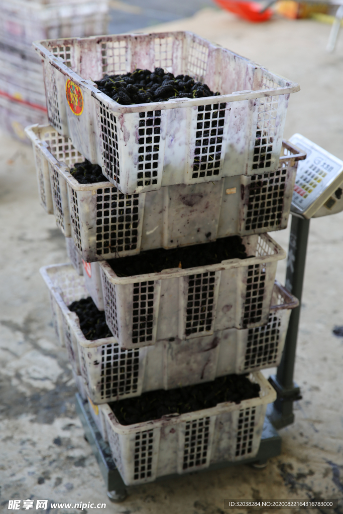 桑葚采摘 桑葚上市 桑甚果