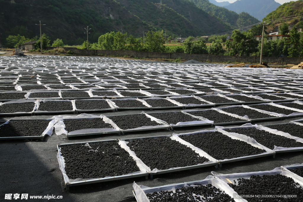 桑葚采摘 桑葚上市 桑甚果