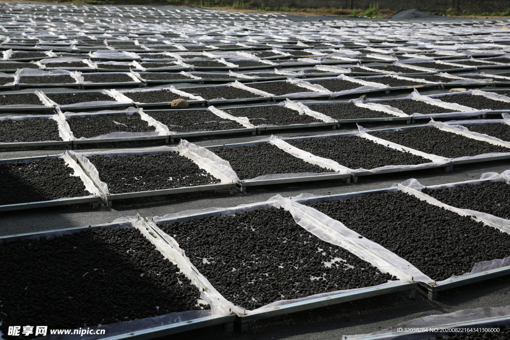 桑葚采摘 桑葚上市 桑甚果