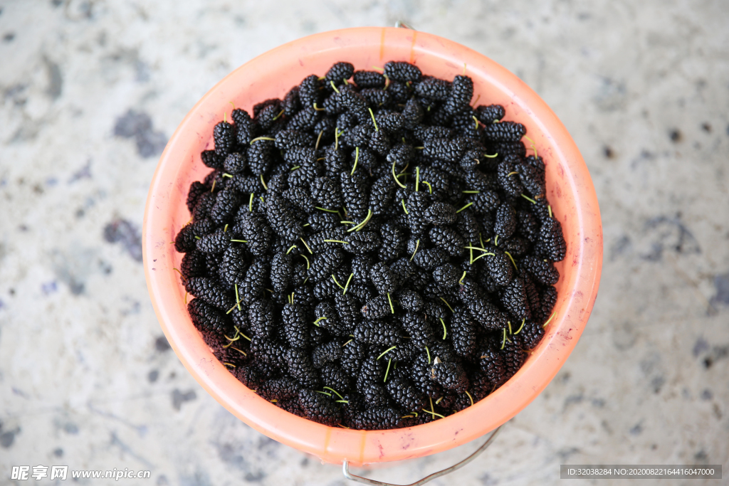 桑葚采摘 桑葚上市 桑甚果