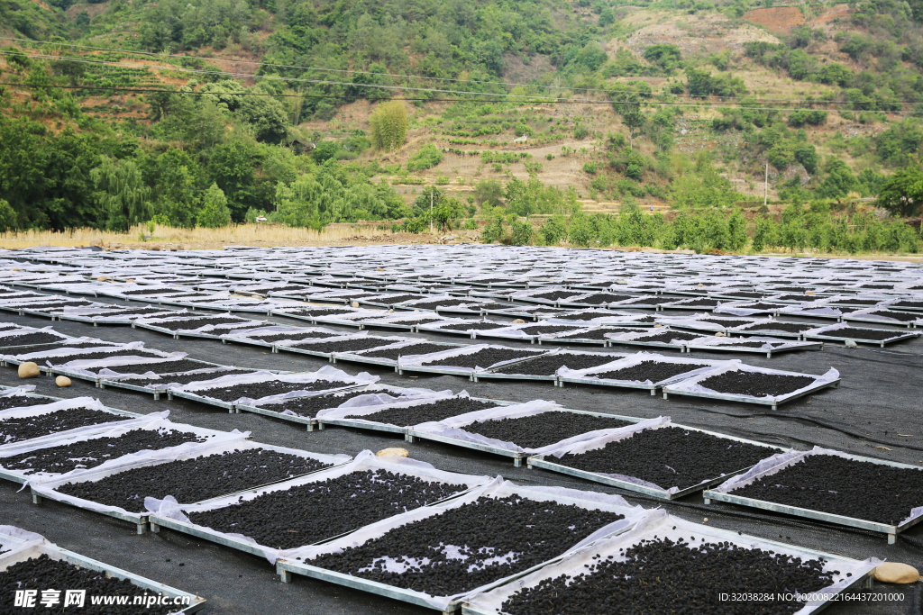 桑葚采摘 桑葚上市 桑甚果