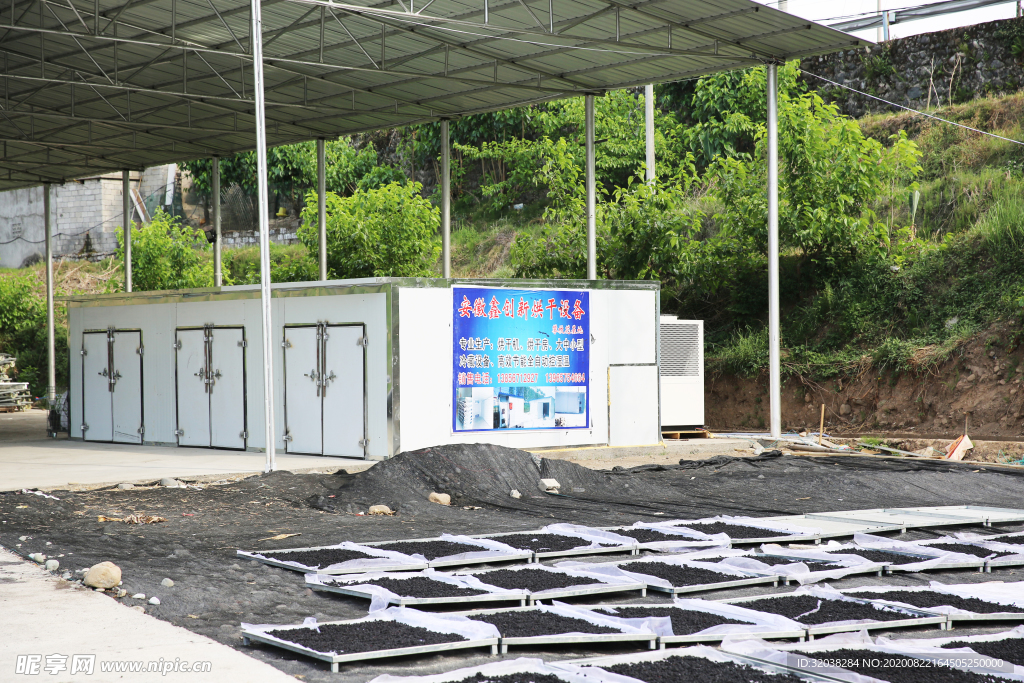 桑葚采摘 桑葚上市 桑甚果